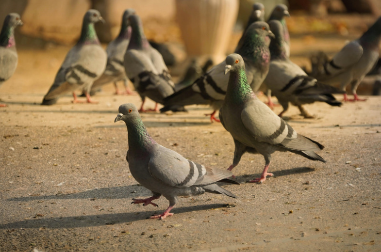 pigeons (2)