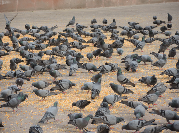 Pigeons gathering and eating food