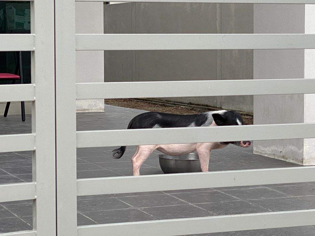 Irresponsible tenant abandons two pigs at penang terrace before moving out