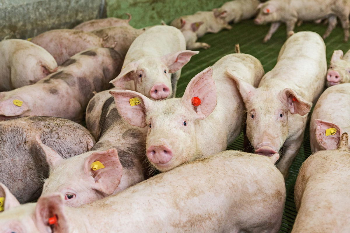 Group of pigs