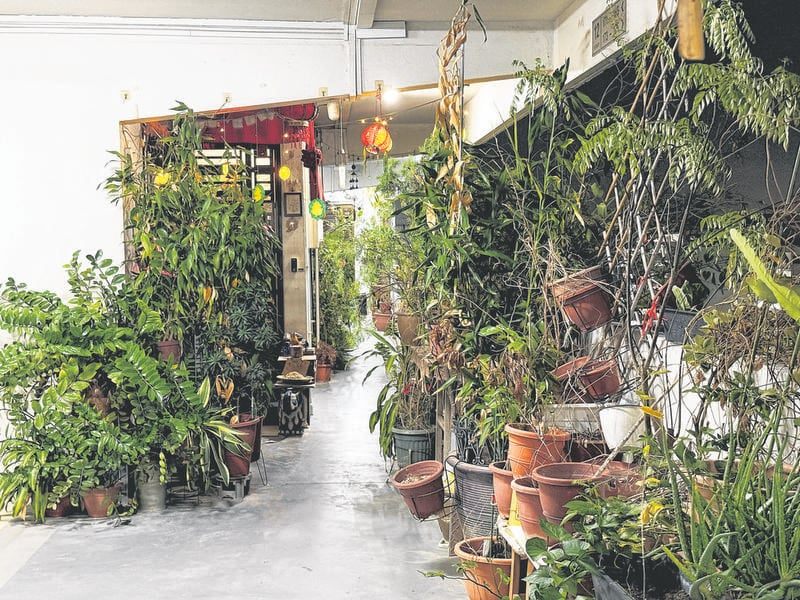 Potted plants outside unit at Yishun apartment