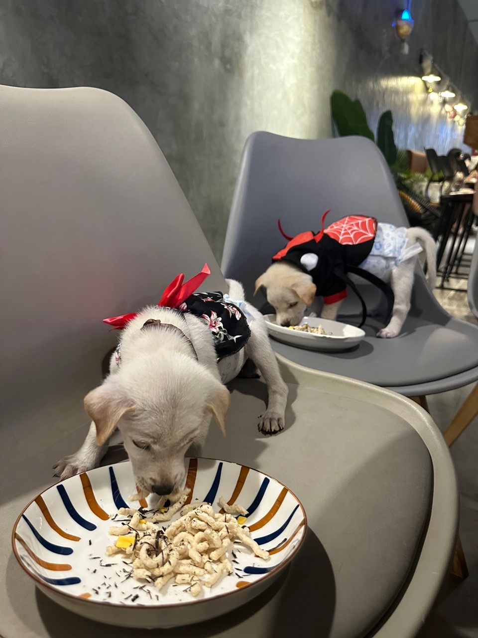 Puppies eating dog food at a cafe