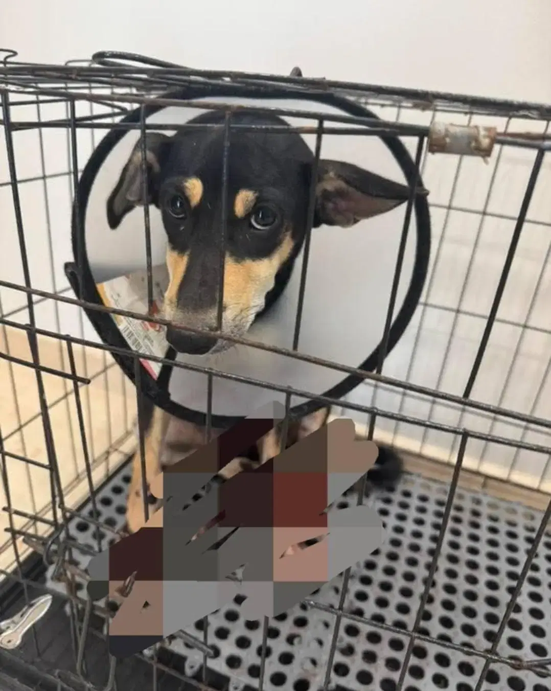 Puppy that was dragged behind motorcycle in Kedah