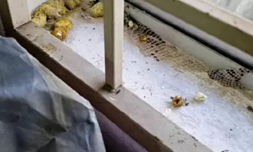 python housemate 4