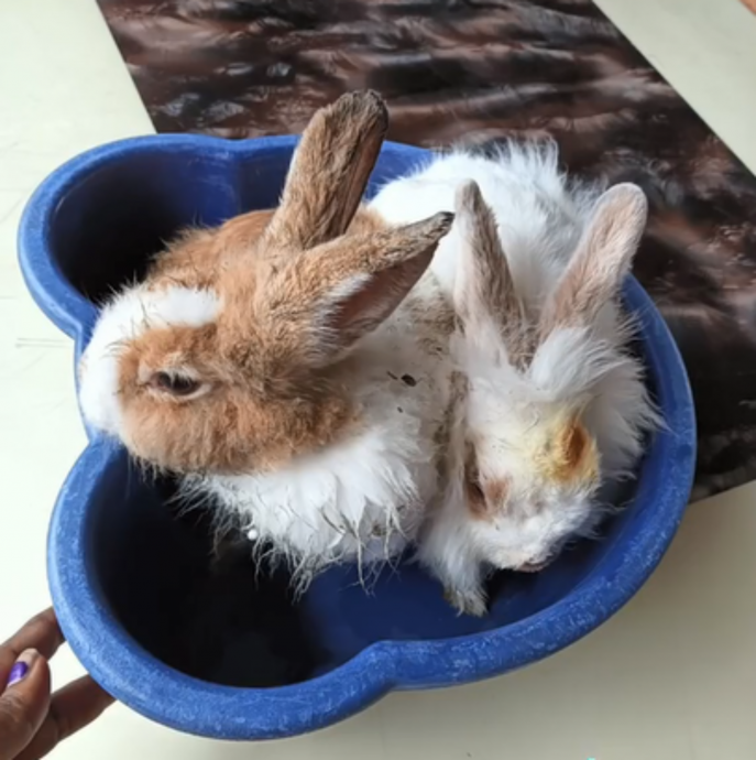 Rabbit saved from fire