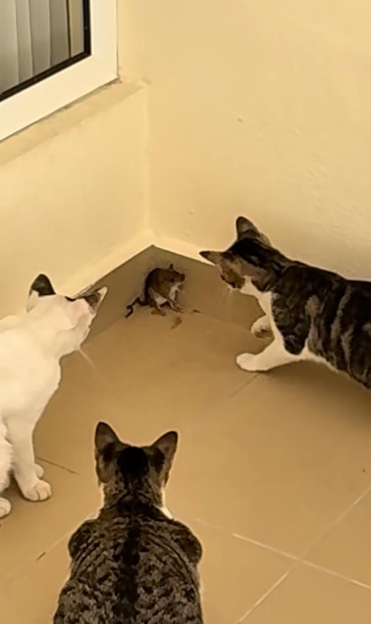 rat being cornered by cat