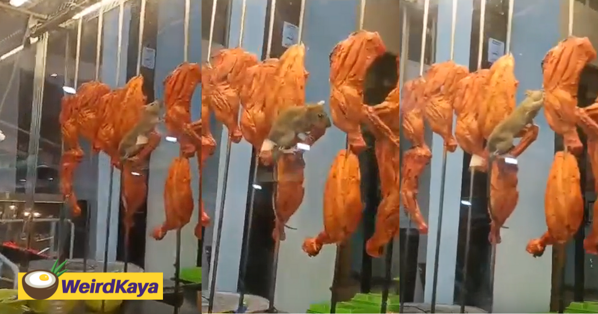 Rat caught feasting on tandoori chicken at mamak stall, startles diners | weirdkaya