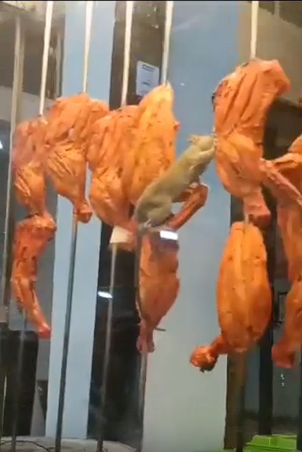 Rat eating chicken tandoori (2)