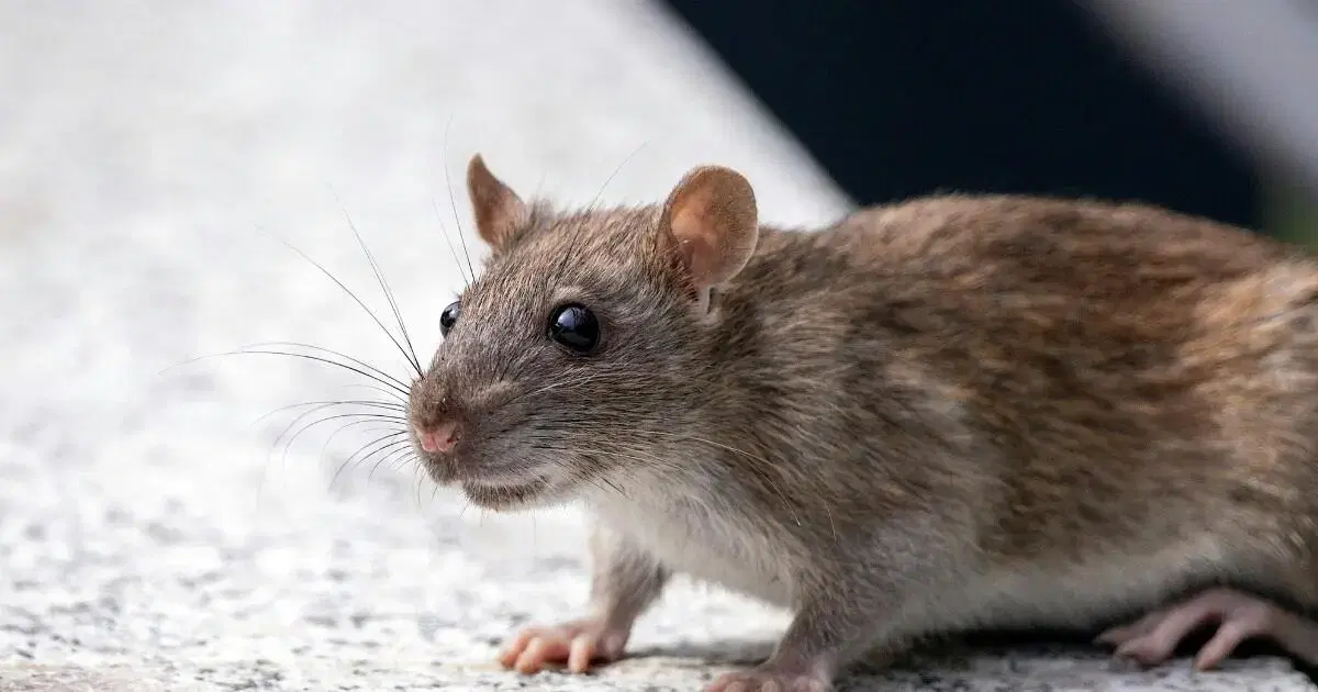 rat on the road