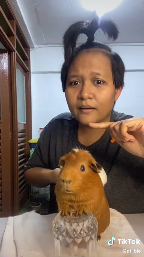 Woman and pet guinea pig reacting to fireworks