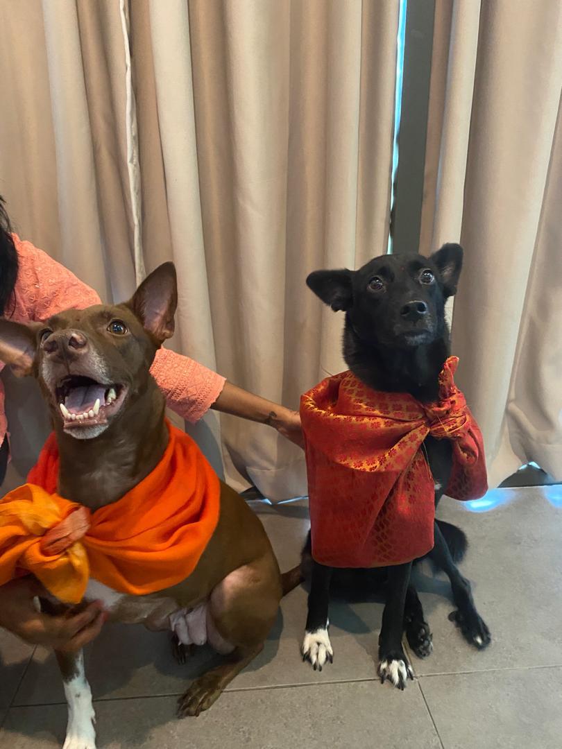 Reshaa pet dog