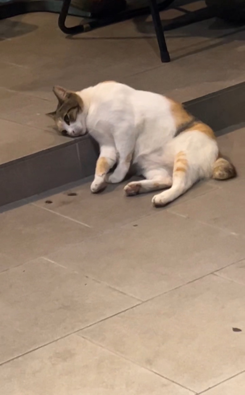 Sad cat on floor