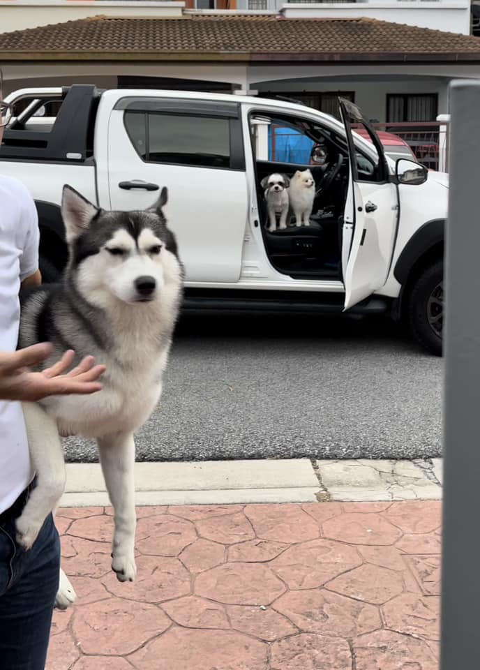 Husky looks unhappy being reunited with owner