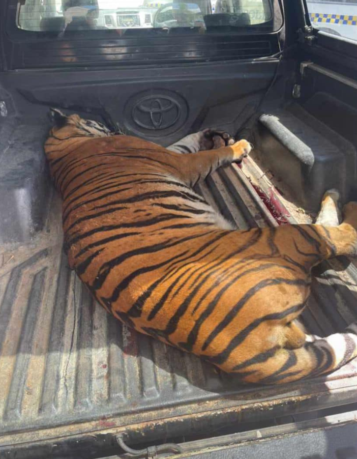 Gerik farmer defends livestock, shoots tiger dead