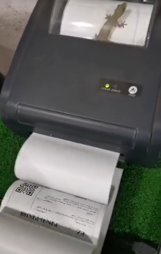 Lizard gets trapped inside printer and 'sweats' it out by running on paper like a treadmill