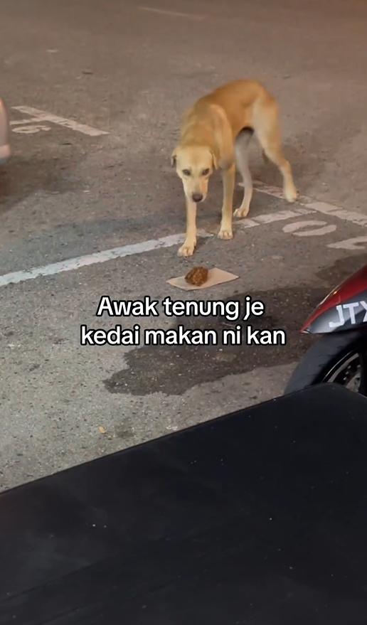 M'sian woman praised for feeding fried chicken to hungry stray dog