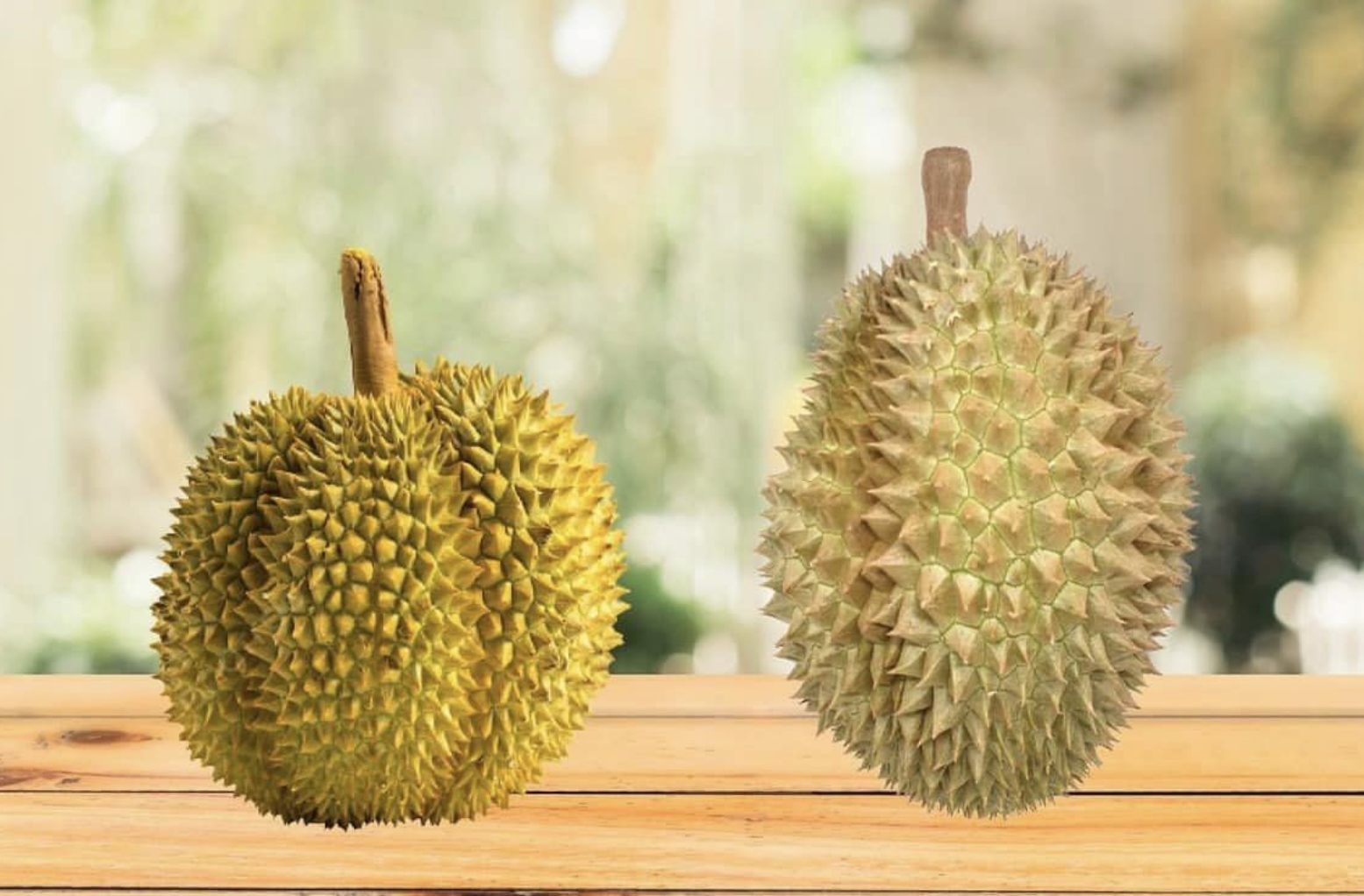 2 durians side by side: round looking durian vs oblong looking durian