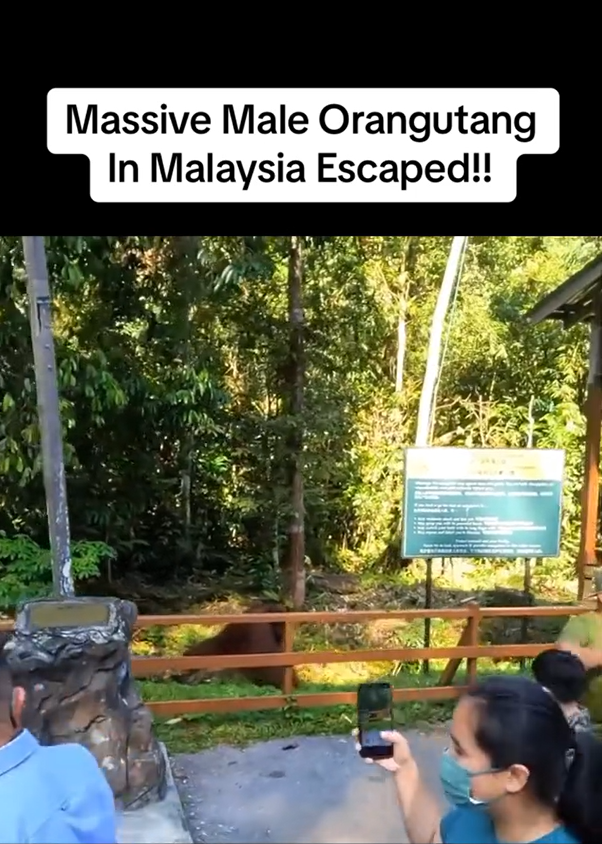 Visitors at wildlife centre in sarawak ignore calls to get away from orangutan, get slammed by netizens