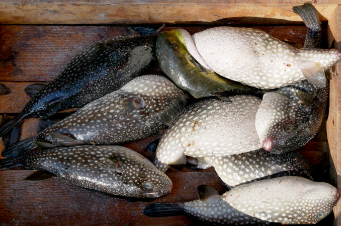 Dead pufferfish in a box