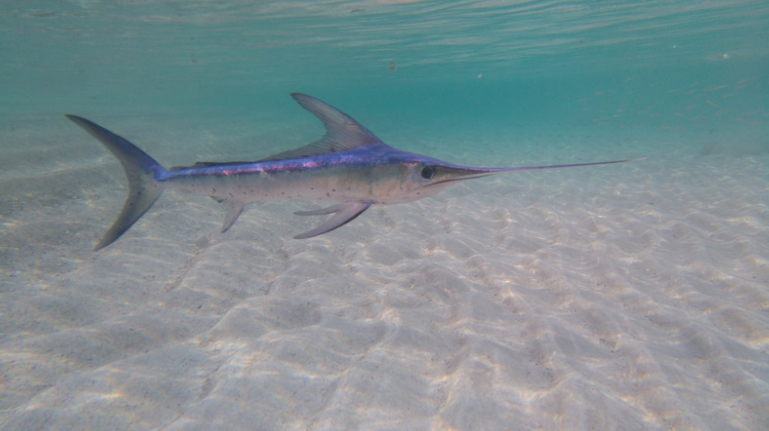 Swordfish in the sea