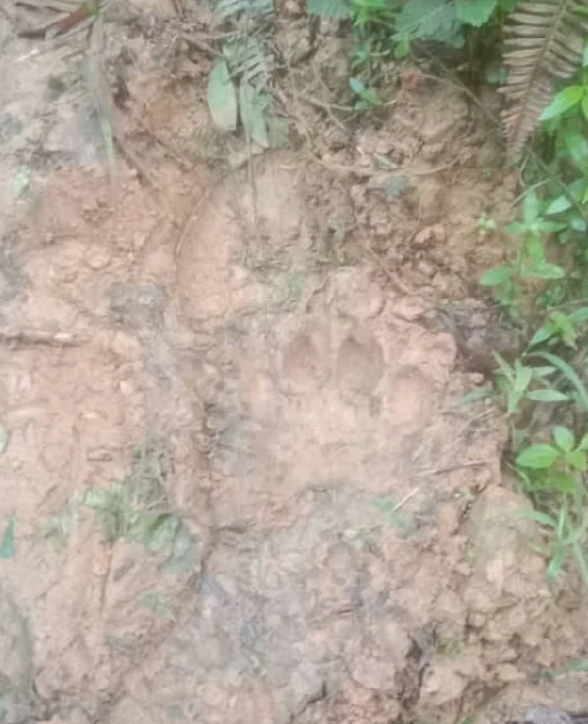 A footprint of a tiger was found near the incident place