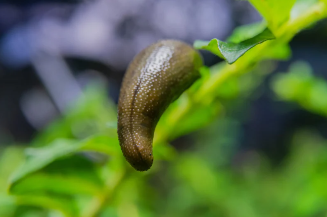 A leech on a plant