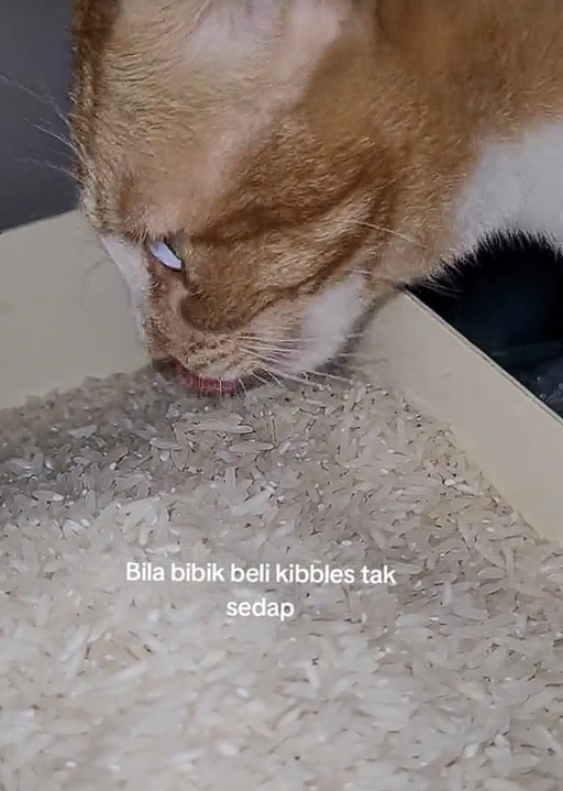 Cat eating raw rice