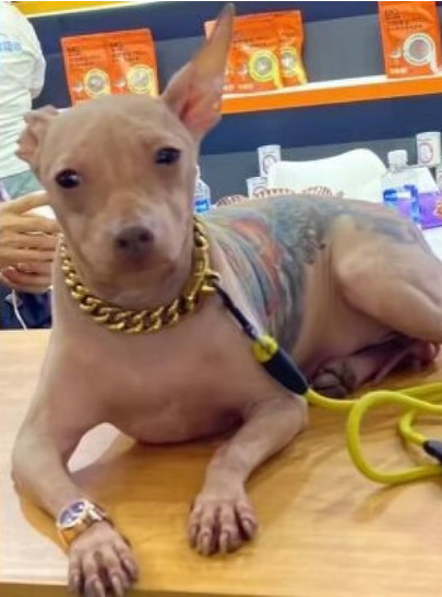 china man covers pet dog tattoo frightened