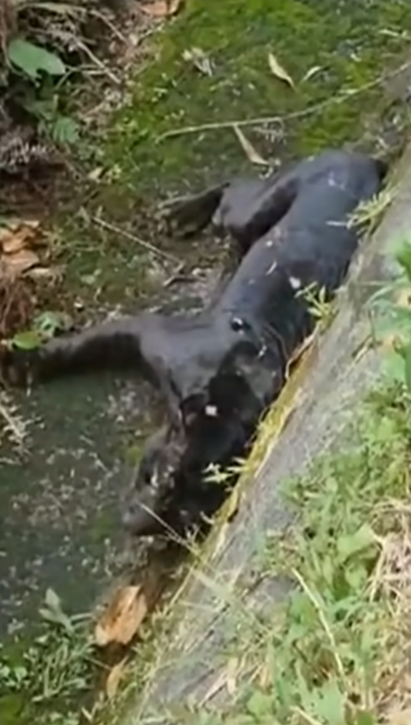 Black panther dies after getting knocked down by mpv in negri sembilan