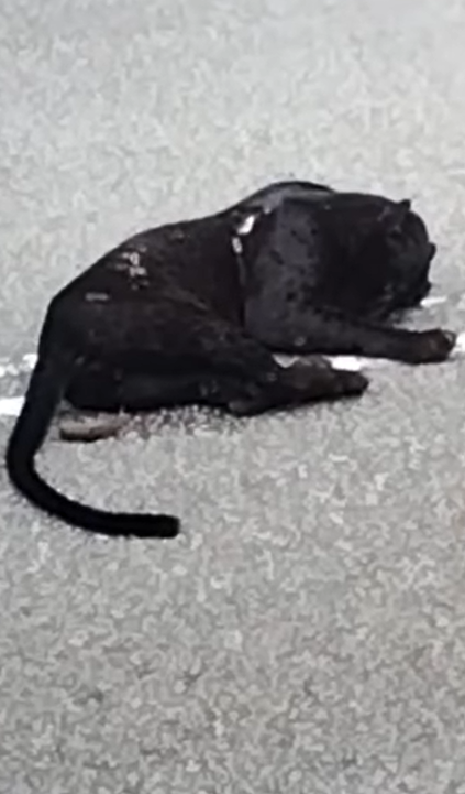 Black panther dies after getting knocked down by mpv in negri sembilan