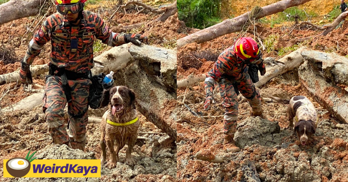 K9 sniffer dog collapses due to exhaustion during batang kali search & rescue mission | weirdkaya