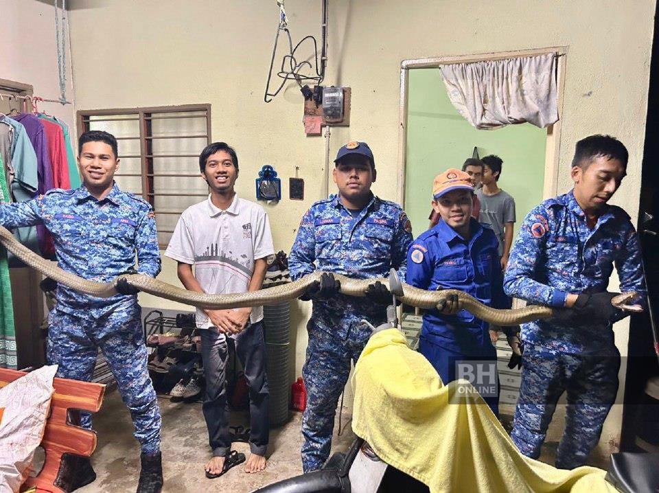 Terengganu apm captures king cobra in terengganu