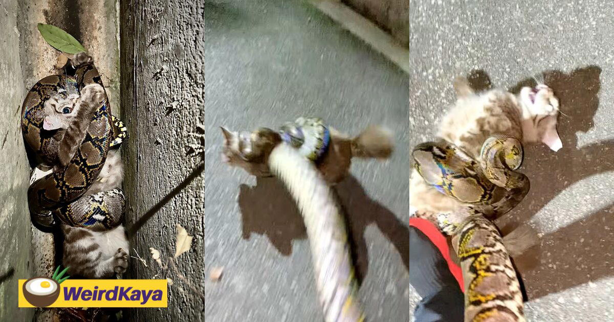 Singaporean Man Spins Python By The Tail To Free Cat, Sparks Heated Debate Online