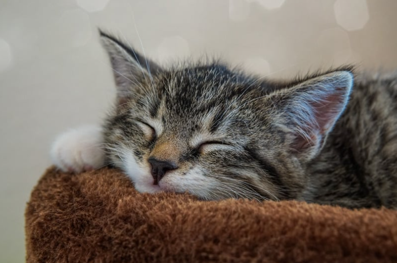 sleeping cat