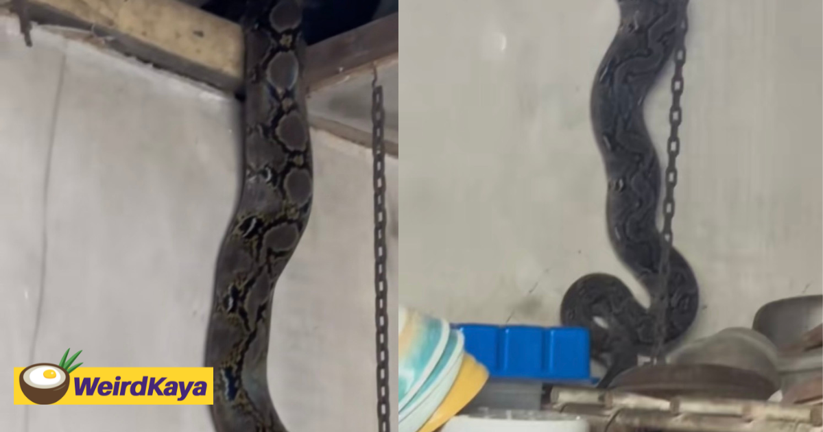 M'sian woman spots giant python crawling into her house while making milk for her baby | weirdkaya