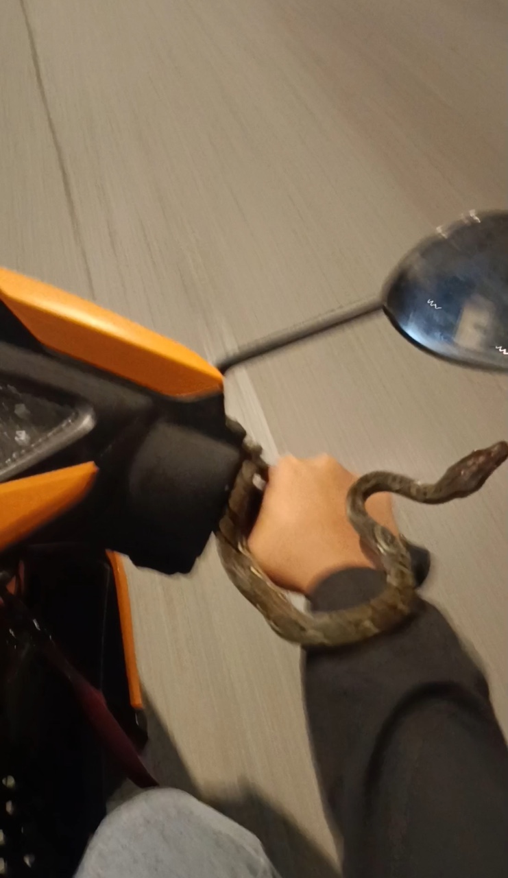 Snake on the hand of motorcyclist