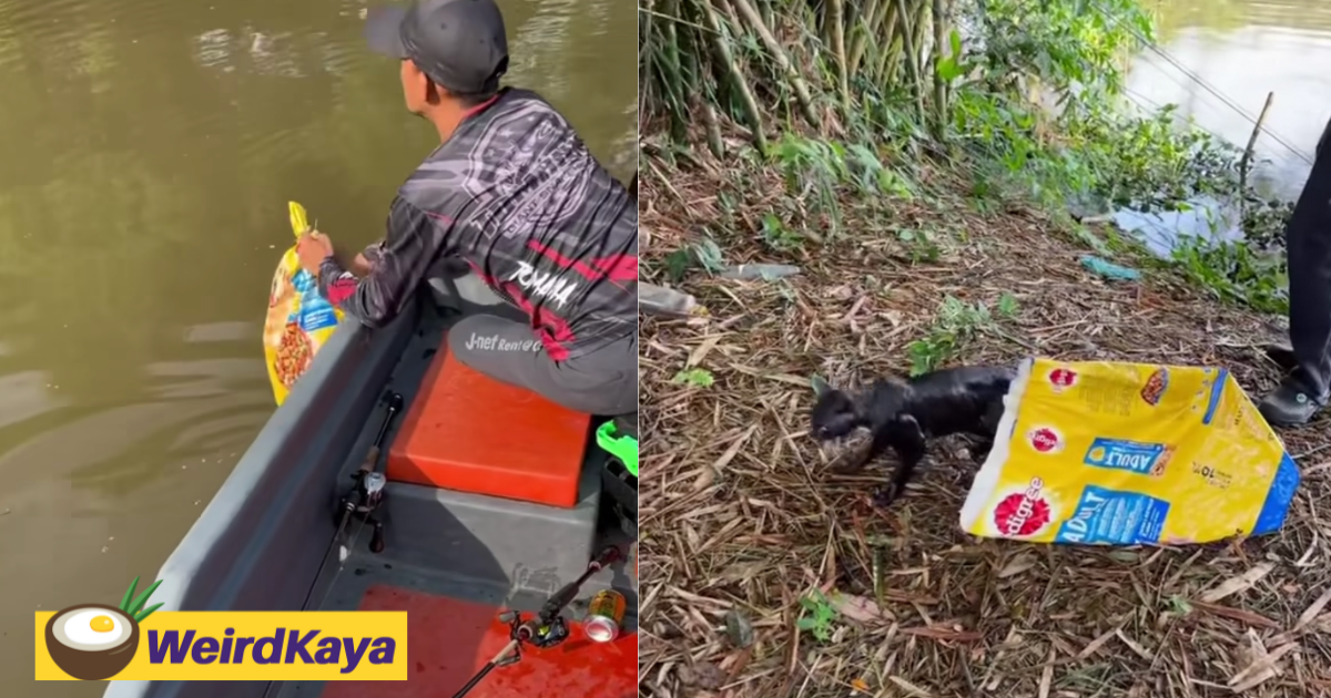 'so cruel! ' - newborn kitten found wrapped in a bag and thrown into river in penang | weirdkaya