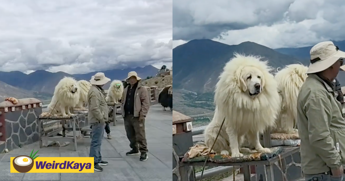 'So Innocent' - Labrador Dresses Up As Tibetan Mastiff For Paid Photo Ops At Popular Tibet Lake  | WeirdKaya