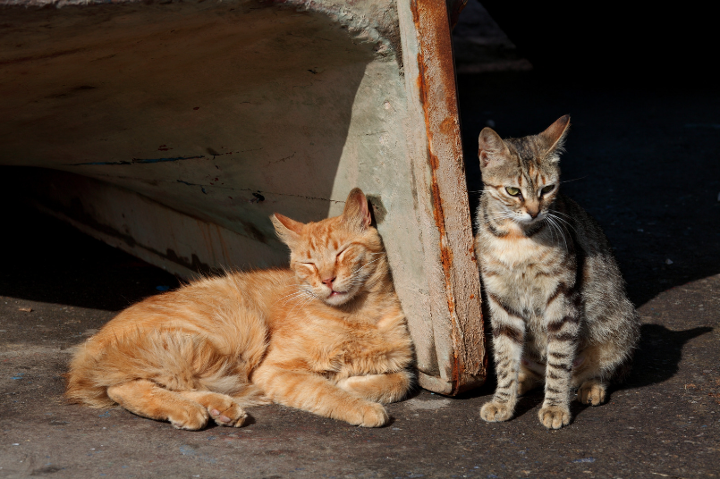 Stray cats by the roadside