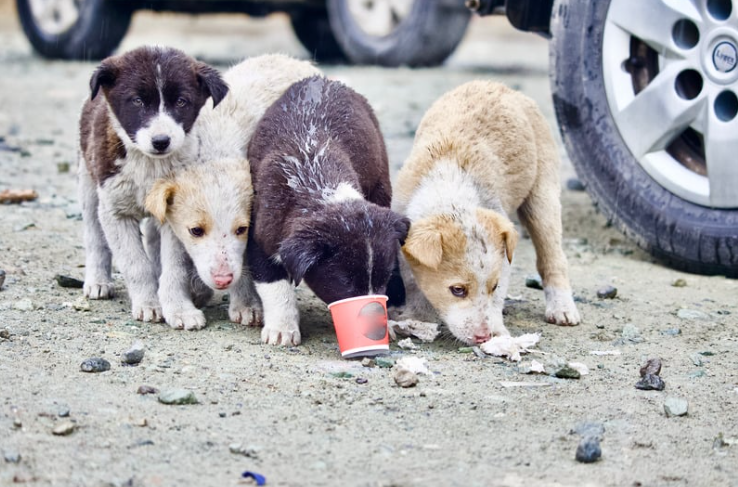 'i'm just showing them love' — m'sian man feeds stray dogs who often roam near his house | weirdkaya