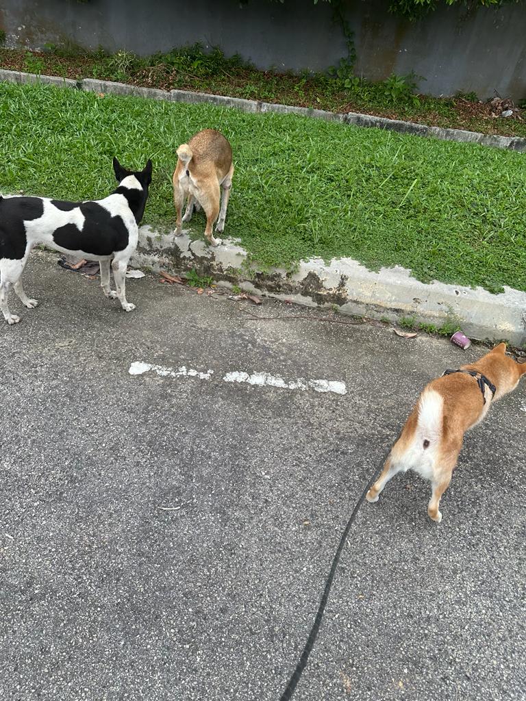 M'sian Driver Who Hit Dog With Car At Full Speed Shares Why He Did So ...