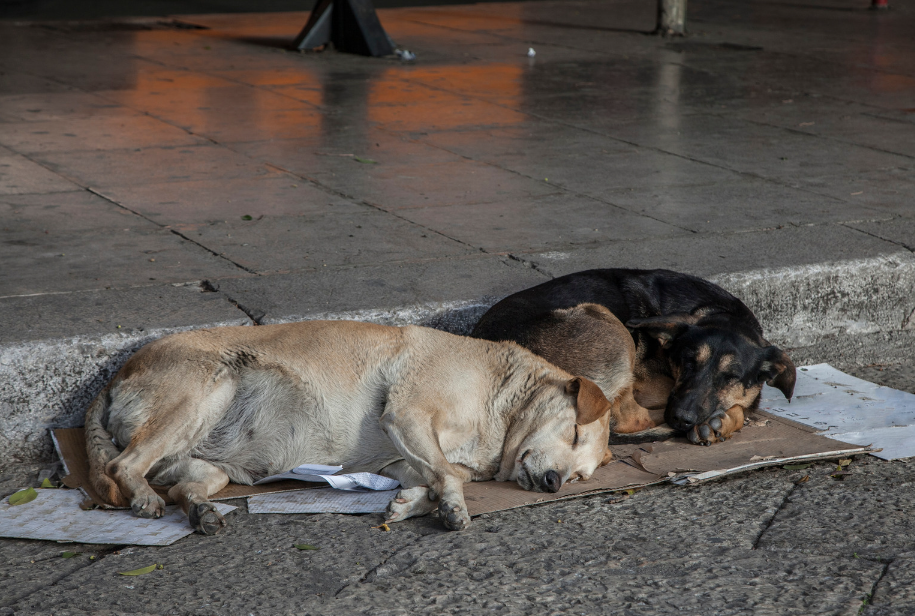 Stray dogs sleeping on road