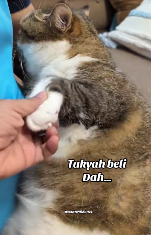 sulky cat