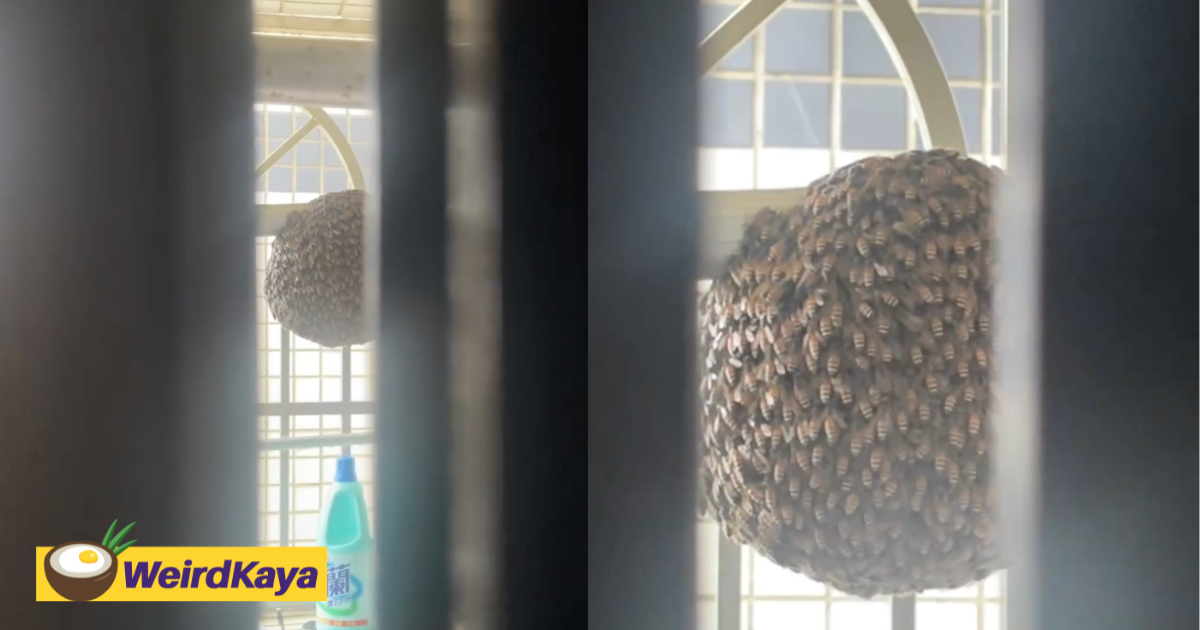 Taiwan woman leaves home for several days, returns to find giant bee hive at her balcony | weirdkaya