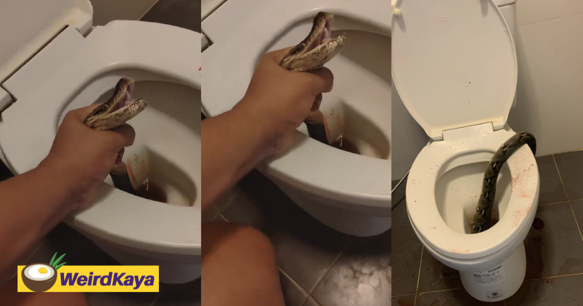 Thai man's balls get bitten by snake while using the toilet, beats & chokes snake to save manhood | weirdkaya