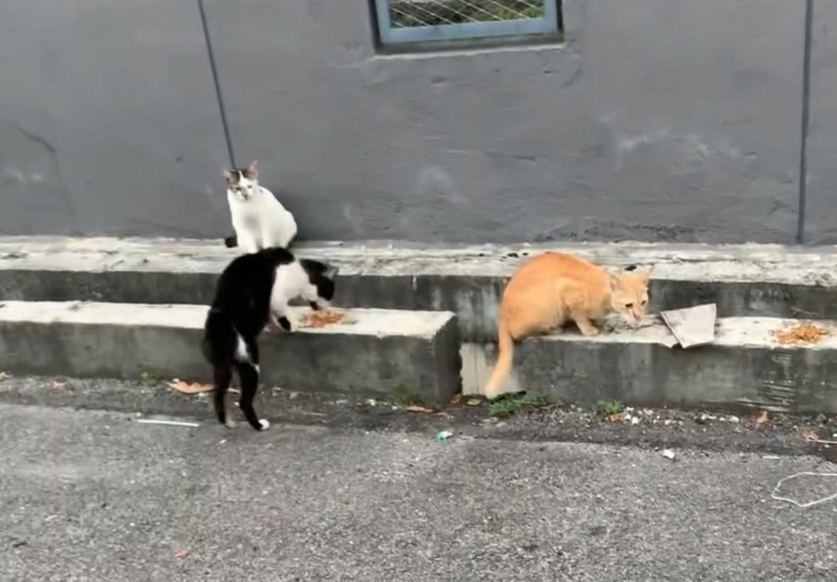 “Thank You for Giving Me Some Too” — Stray Dog Patiently Watches M’sian Woman Feed Cats Before Getting His Turn