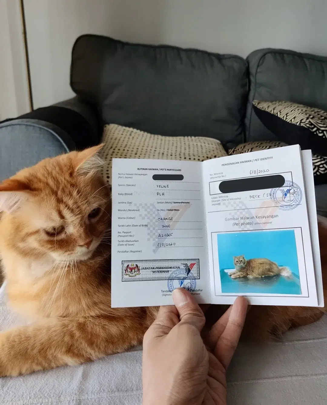 the-malaysian-pet-passport-issued-by-the-government-v0-eun76yurwrjd1.jpg