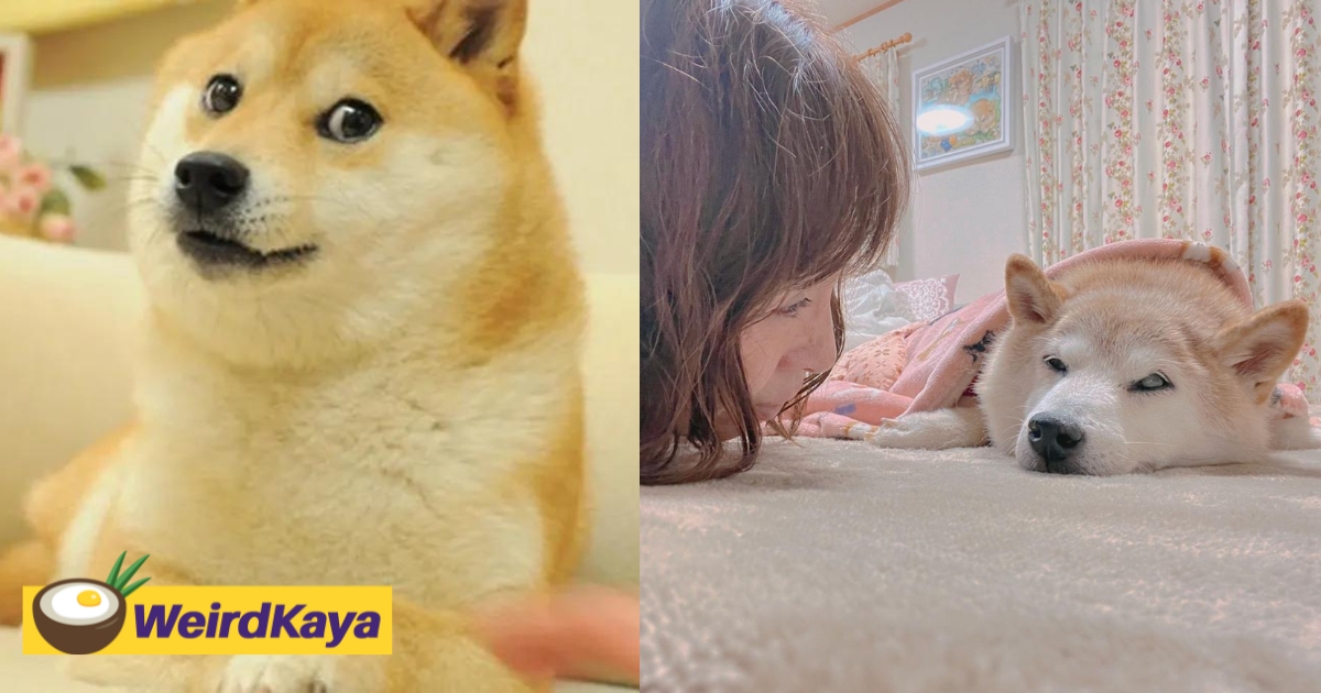 The shiba inu as the face of viral 'doge' meme is in critical situation  | weirdkaya