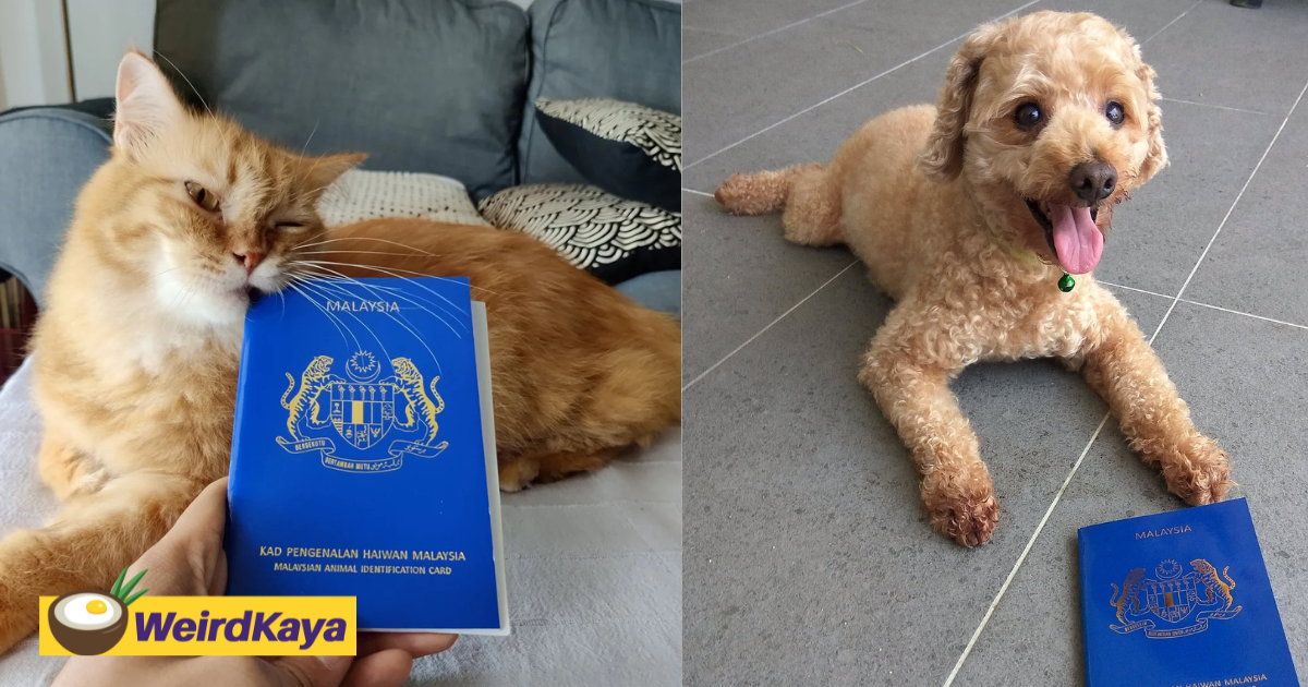 想要在马来西亚获得宠物护照吗？这是你应该知道的