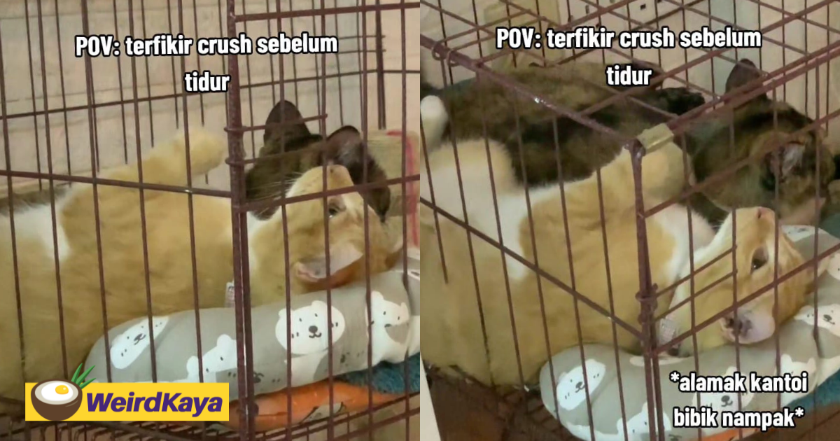 'thinking of its crush' - m'sian netizens amused by oyen staring into space inside its cage | weirdkaya